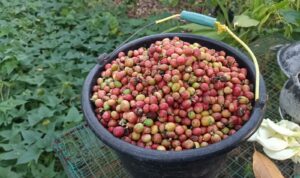 IMG-20260413-WA0062